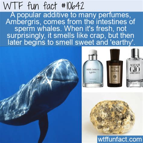 fragrance extracted from sperm whale.